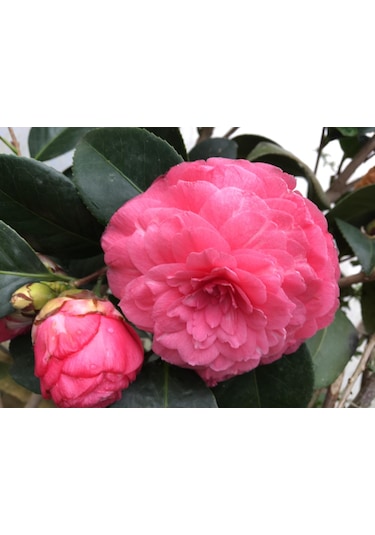 Pembe Kamelya Çiçeği - Camelia Japonica Kırmızı. 30-45 Cm Aras