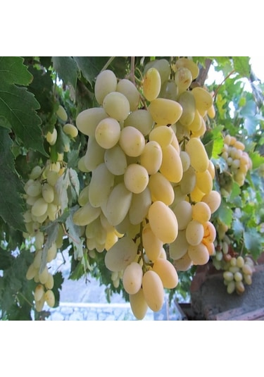 Tüplü Razaki Üzüm AsmaBağ Fidanı
