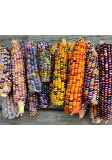 Bykurt Sunagri Renkli Mısır Tohumu - Bahçe Ve Tarla İçin, İlkbahar-yaz Ekimi, Yüksek Verimli