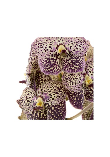 Vanda Sunanda 'ocelot Sangria' Vanda Orkide