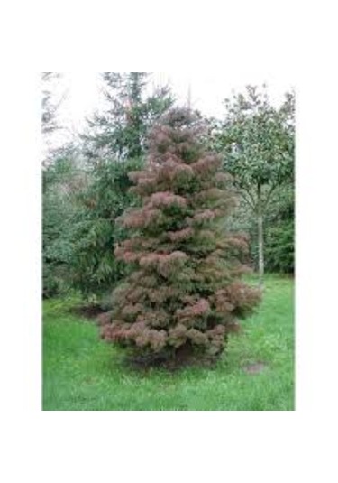 Cryptomeria Japonica Elegans Kadife Çam Fidanı 40-60 Cm Arası