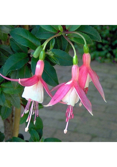 Küpeli Çiçeği Fidanı 5-15 Cm Fuchsia