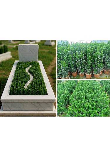 Mezar - Kabir Bitki Seti - 10 Adet Yeşil Taflan Greenspire 25-30