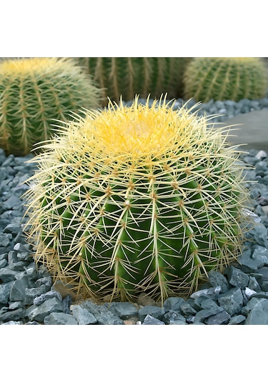 Kaktüs Altın Fıçı Kaktüsü Echinocactus Grusonii
