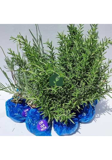 Eget Organik  Biberiye 6 Adet ve Organik Lavanta Fidesi 6 Adet