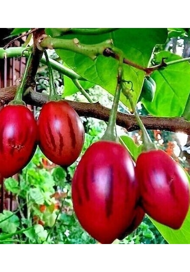 Tamarillo Domates Ağacı 70-100 Cm Tüplüdür