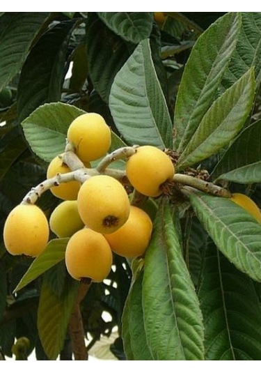 Tüplü Malta Eriği Yenidünya Fidanı