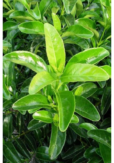 Kartopu Ağacı Fidanı Viburnum Lucidum