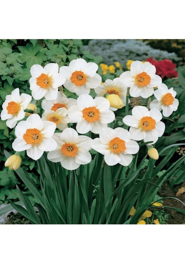 Professor Einstein Nergis Soğanı 5 Adet