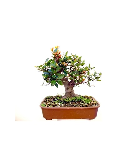 Defne Ağacı Bonsai Ekim Seti Tohum,toprak,saksı,bitki Besini