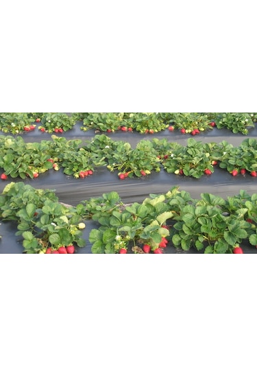 Malç Naylonu Çilek Naylonu En 130 CM Boy 100 M Malç Örtüsü