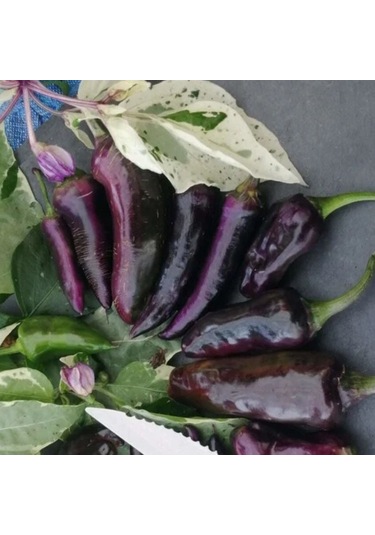 Nadir Ata Tohum Çok Acı Tiger Biber Tohumu 10 Tohum