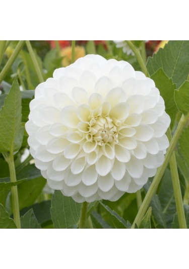 10 Adet Beyaz Renk Dahlia Çiçek Yıldız Çiçeği Tohumu + 10 Adet Hediye Karışık Renk Gül Tohumu