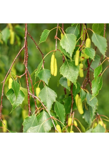Huş Ağacı Fidanı Betula Pendula - Estetik Peyzaj Ağacı