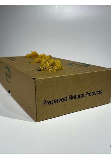 Reindermoss Şoklanmış Norveç Yosunu Terarium Yosunu Sarı 500 Gr.