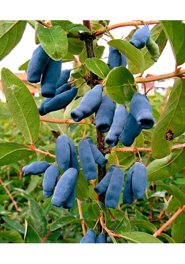 Arbutus Unedo - Balyemiş Fidanı Bahçeye Özel Meyveli Bitki 2 Yaş