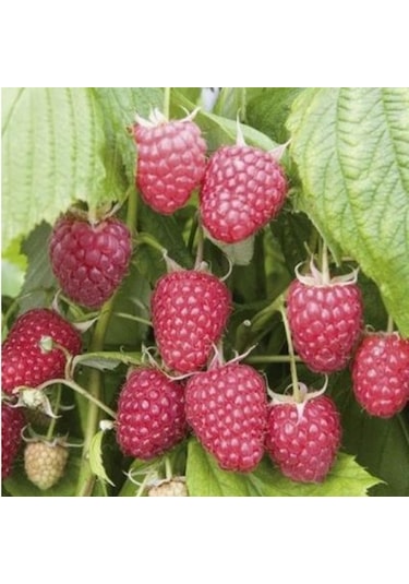 Tüplü Çok İri Meyveli Yediveren Nevada Ahududu Fidanı