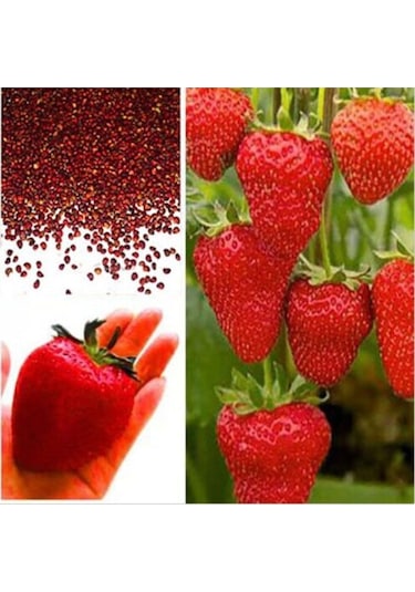 Süper Paket Dev Çilek Tohumu Yediveren Çillek Tohumu 145 Adet Tohum