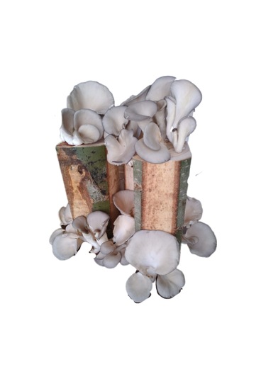 3 Adet Kütükte İstiridye Kavak Mantarı Yetiştirme Deneme Kiti 1 Adet