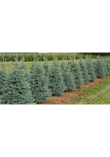 35-45 Cm Mavi Ladin Fidanı - 3 Adet Tüplü Fidan