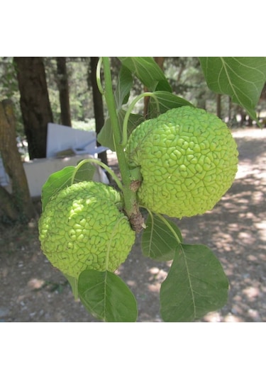 Tüplü Ender Tür Yalancı Portakal Ağacı maclura Pomifera Fidanı