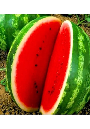 Galactica Karpuz Tohumu 10 Gr