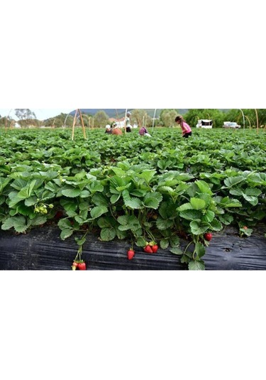 Tarladan Taze Çilek 500gr Serasız