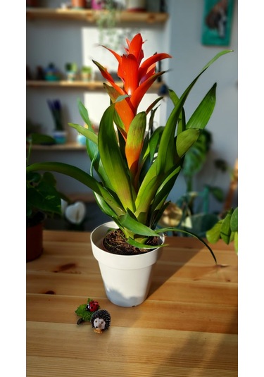 Guzmania Lingulata - Scarlet Star 303
