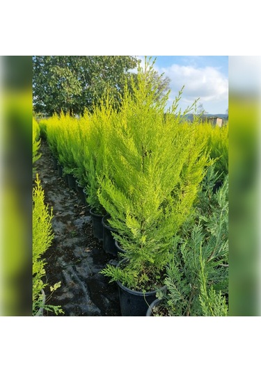 Limon Servi Cupressus Macrocarpa Goldcrest 100 Cm