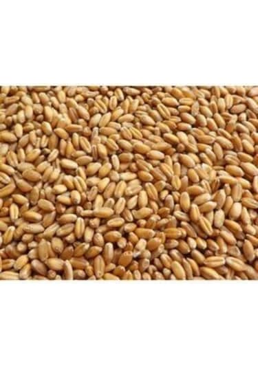 Yemlik Elenmiş Buğday, Tavuk Yemi 25kg