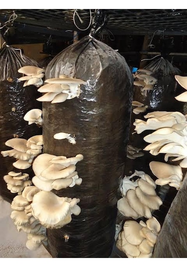 2.5 Kg İstiridye Mantar Tohumu Ekim Poşeti Hediyeli 1 adet