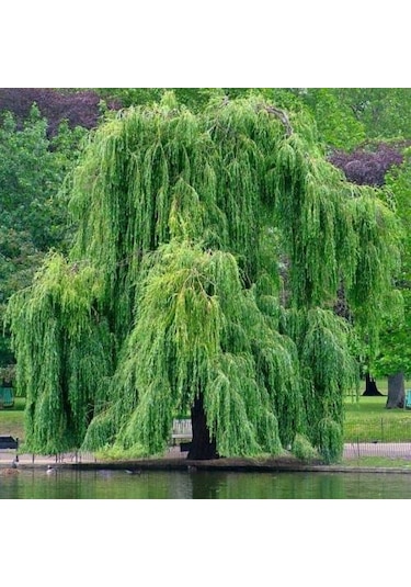 Salkım Söğüt Fidanı 80-100 Cm Tüplü