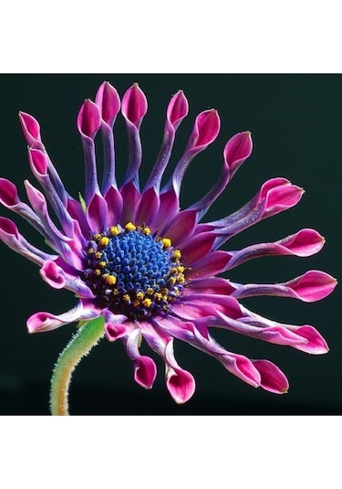 Bodrum Papatyası Tohumu