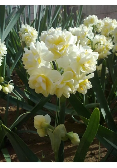 4 Adet Double Nergis Çiçeği Soğanı Kokulu