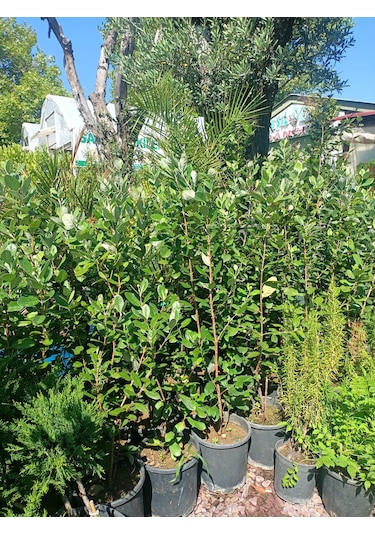 Yeşil Deniz Fidancılık Tüplü Kaymak Ağacı Fidanı 50-100 Cm