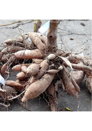 Big Jil Dahlia Yıldız Çiçeği Soğanı Yumrusu 1 Adet