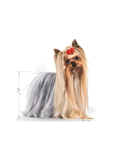 Royal Canin Yorkshire Terrier Yetişkin Köpek Maması 12 x 85 G