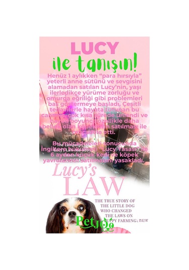 Petjoo 11.Lucy Yeşil-Pembe Qr'lı Köpek Künyesi