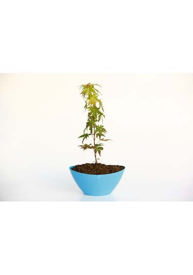 Bonsai Japon Akçaağacı N11.138