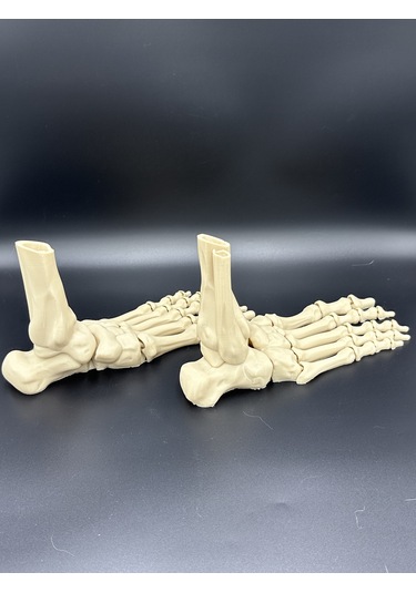 Anatomi - İskelet Çift Ayak - Dekorasyon Doğru Detay