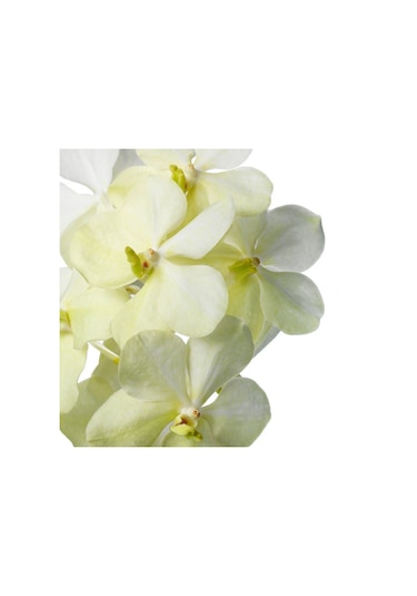 Vanda Tayanee 'white' Vanda Orkide