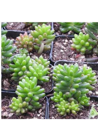 Sedum Rubrotınctum 180 Adet - Teraryum İçin Sukulent Yer Örtücü B