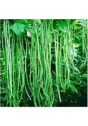 100 Adet Tohum Organik Uzun Organik Yeşil Çin Fasulyesi Çin Fasülye Fassulye Tohumu Sürpriz Hediyel