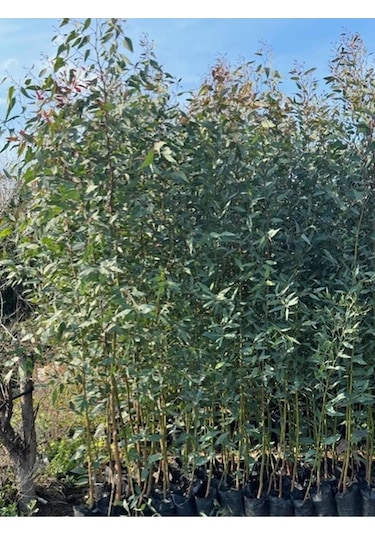 2 Adet, 3 Yaş Tüplü Hızlı Büyüyen,bataklık Kurutan Okaliptus Fidanı Boy 200-250 Cm