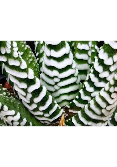 Haworthia Zebrina Yılanderisi Sukulent Bitki