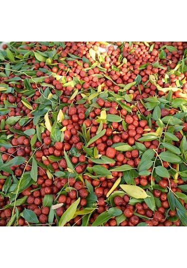 Seymen Bademliği Hünnap Meyvesi 1 KG