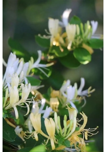 Sarmaşık Çiçekli Hanımeli Fidanı 1 Adet