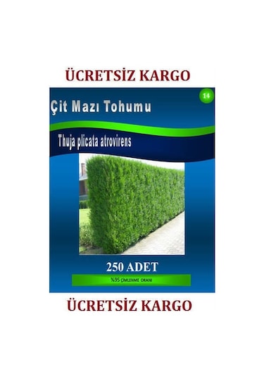 Mazı TohumuÇit Mazı Tohumu250 Adet