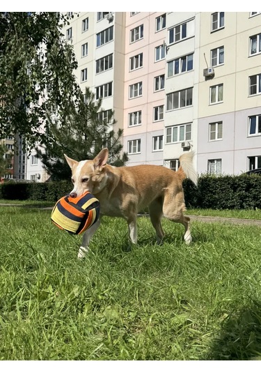 Zooone Köpekler İçin Zooone Oyunu, "koklama Küpü", 20 20 Cm 181964518