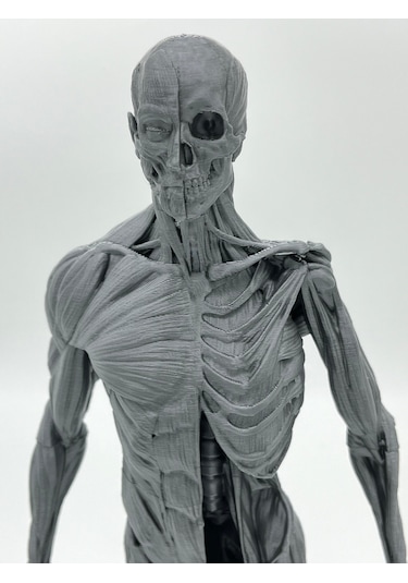 İnsan Anatomisi Erkek - Kas Ve Kemik Detaylar - 35 Cm